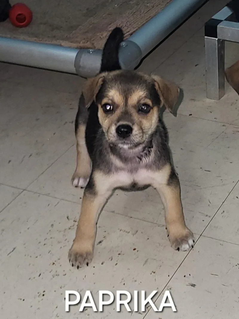 A baby medium-sized female Beagle dog named Paprika for adoption in Sarasota, FL
