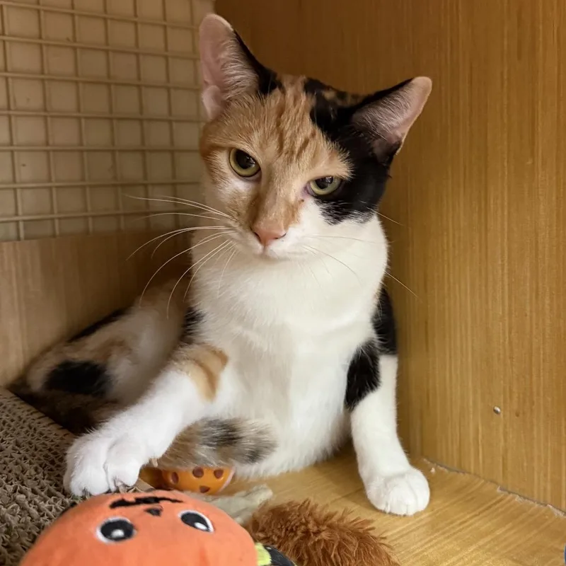 A baby medium-sized female Calico Domestic Short Hair cat named Pumpkin Pie for adoption in Mokena, IL