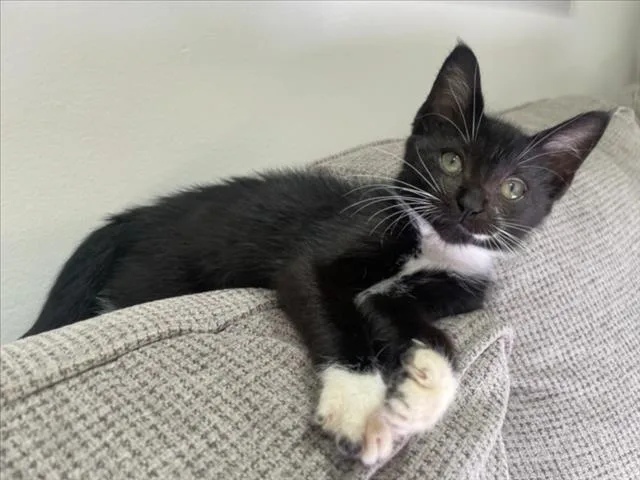 A baby small-sized female Domestic Short Hair cat named Triceratops for adoption in Chapel Hill, NC