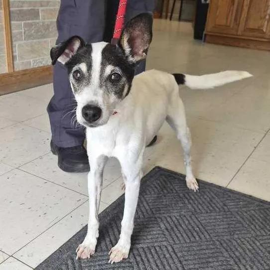 An adult small-sized male White / Cream Mixed Breed dog named Trader Johann for adoption in Davenport, IA