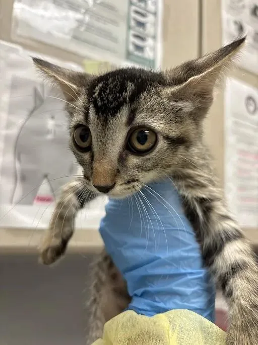 A baby small-sized male Domestic Short Hair cat named Dippin for adoption in Las Vegas, NV