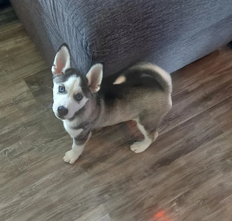 A baby medium-sized female White / Cream Siberian Husky dog named Baby for adoption in Seville, OH