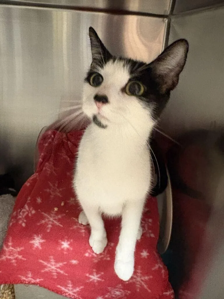An adult medium-sized female Black & White / Tuxedo Domestic Short Hair cat named Kayne for adoption in Cincinnati, OH