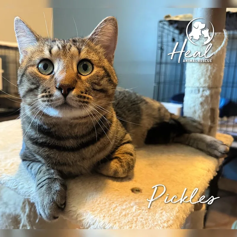An adult large-sized male Brown / Chocolate Domestic Short Hair cat named Pickles for adoption in Youngwood, PA