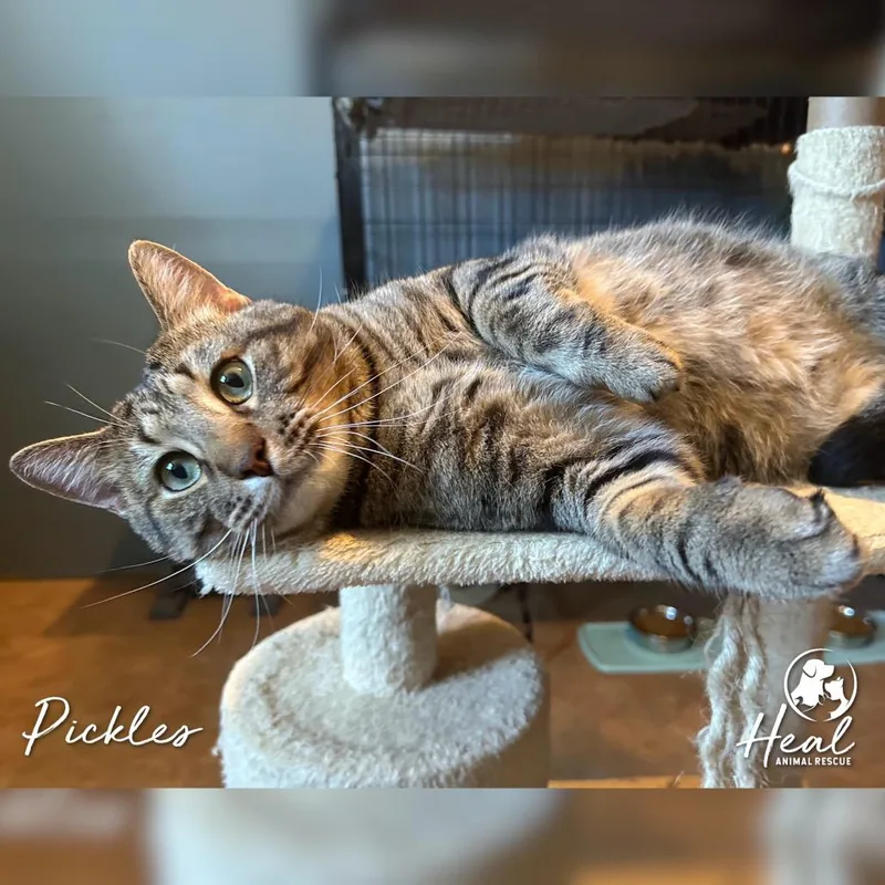 Pickles thumbnail 2