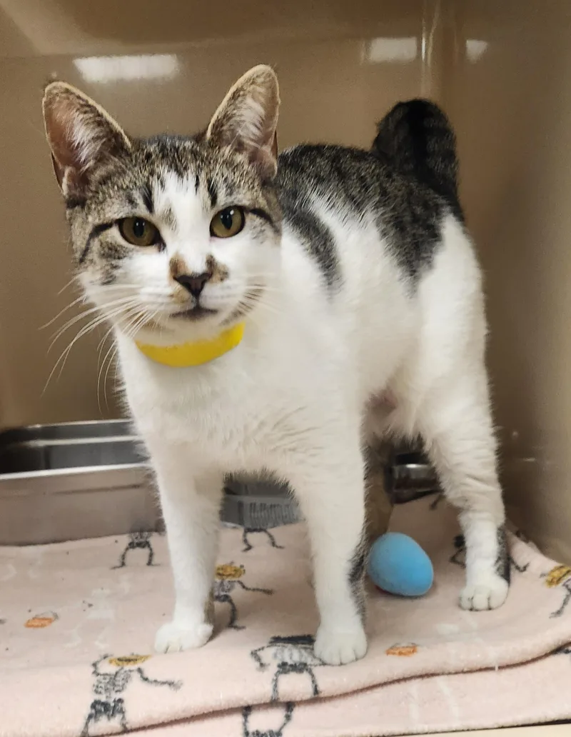 A young medium-sized female White Domestic Short Hair cat named Aspen for adoption in Clayton, NJ