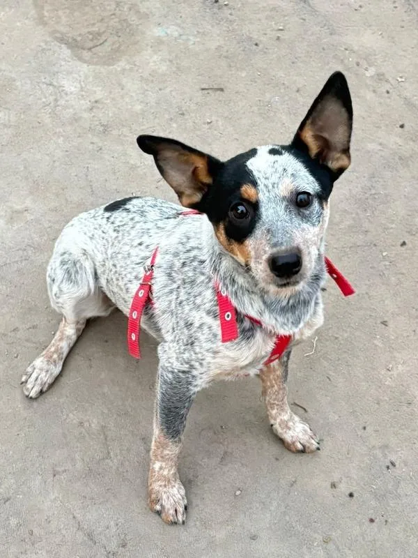 A baby medium-sized female Gray / Blue / Silver Australian Cattle Dog / Blue Heeler dog named Mae for adoption in San Diego, CA