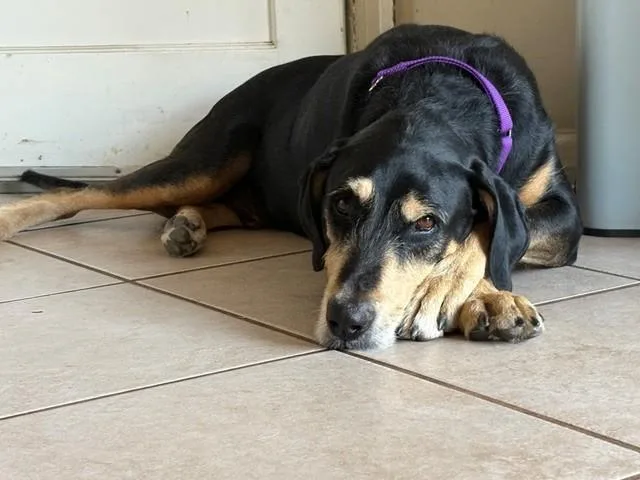 An adult large-sized male Black and Tan Coonhound dog named Ruger for adoption in Santa Cruz, CA