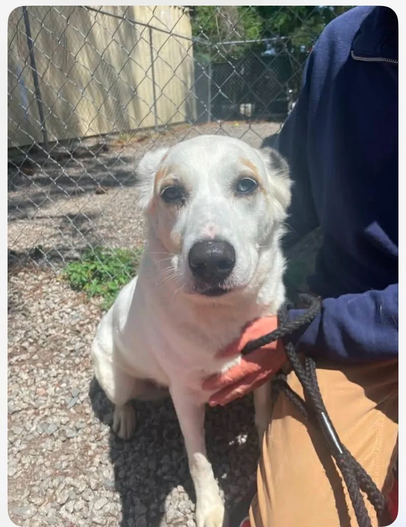 A senior medium-sized female White / Cream Labrador Retriever dog named Luna for adoption in Bethlehem, PA