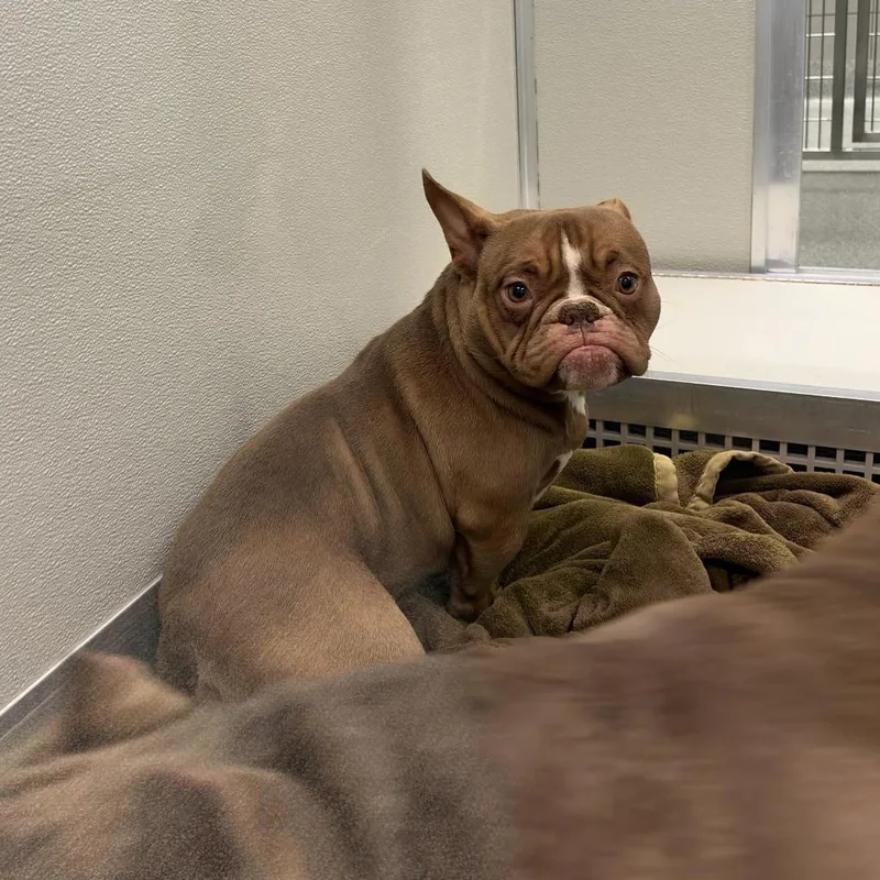A young medium-sized female Brown / Chocolate Mixed Breed dog named Gizmo for adoption in Hinsdale, IL
