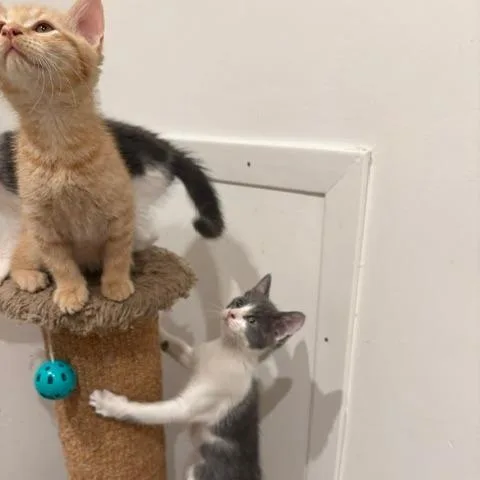 A baby small-sized male Orange / Red Domestic Short Hair cat named Moon Cake for adoption in Oak Park, IL