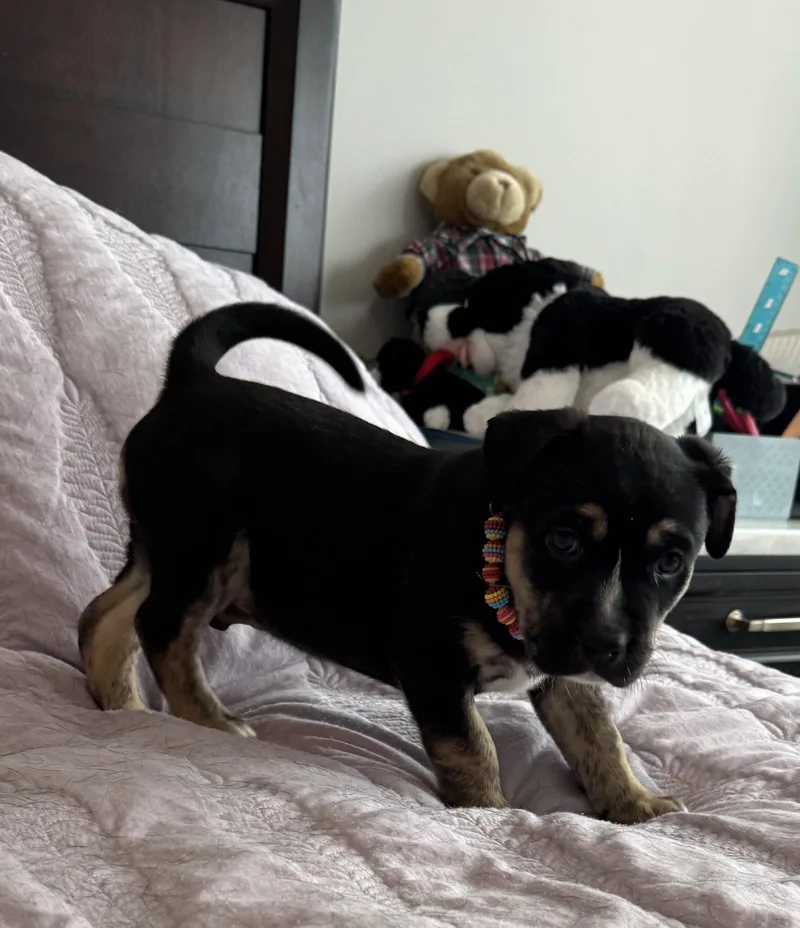 A baby medium-sized male Husky dog named Xander for adoption in St. Louis, MO