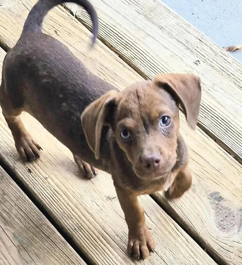 A baby small-sized male Mixed Breed dog named Myer for adoption in Groveland, MA