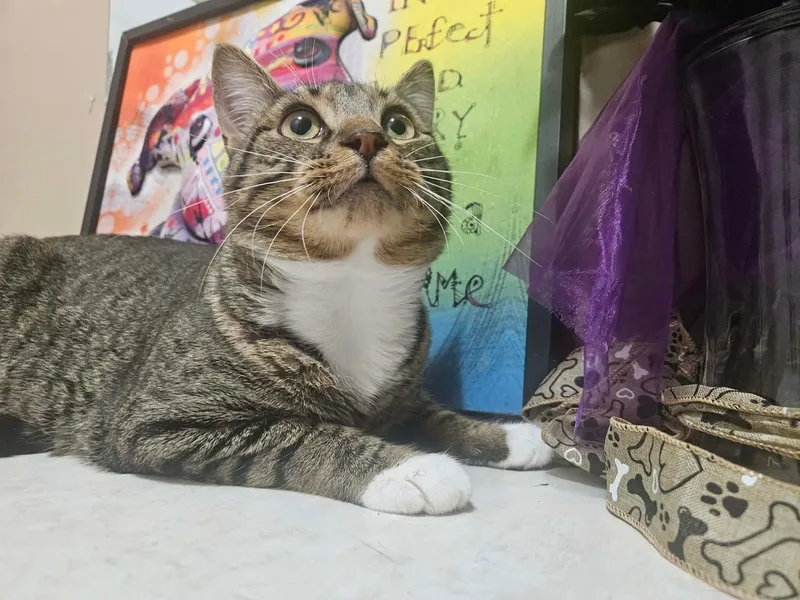 An adult large-sized male Tabby (Brown / Chocolate) Tabby cat named Owen for adoption in Greensburg, PA
