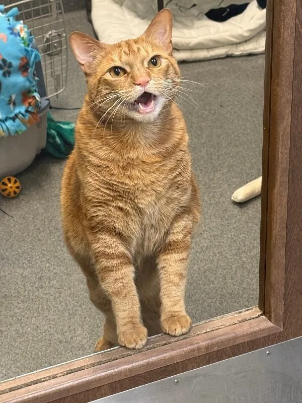 Charmander thumbnail 2