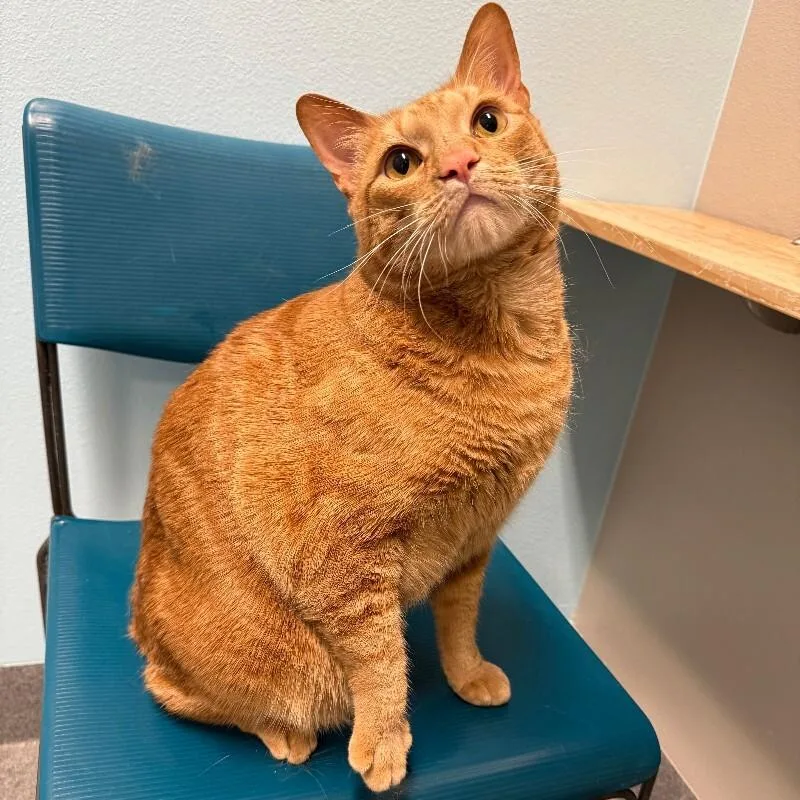 Charmander thumbnail 3