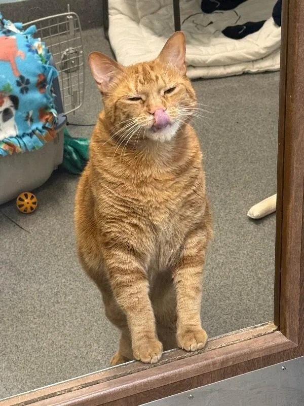 Charmander thumbnail 4