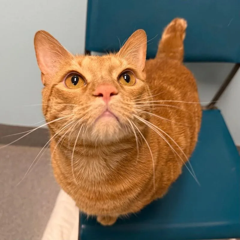 Charmander thumbnail 5