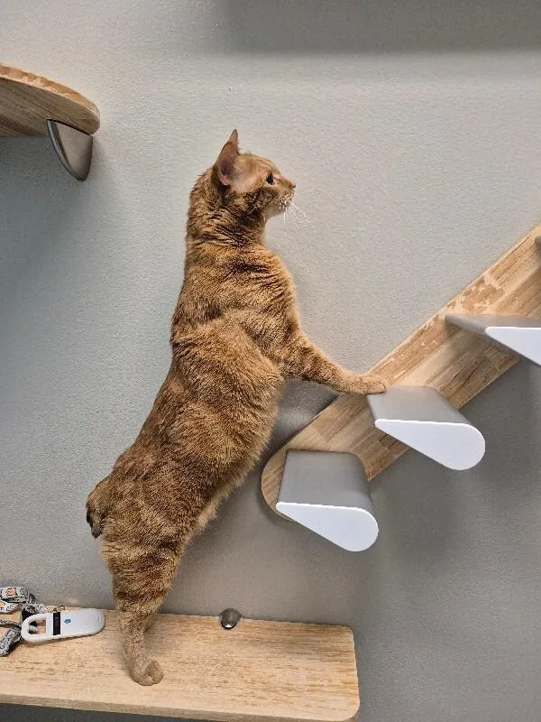 Charmander thumbnail 6