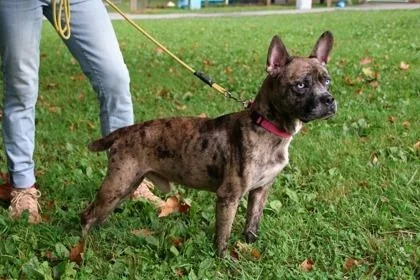 An adult medium-sized male Mixed Breed dog named Dusky Puffball for adoption in West Chester, PA