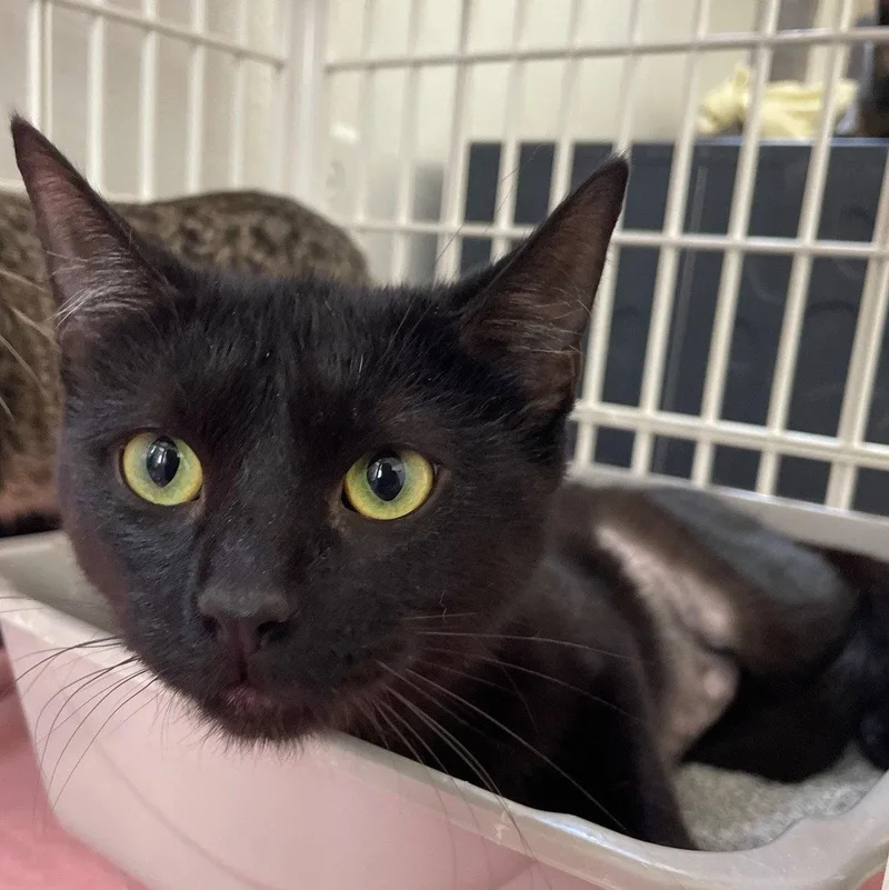 An adult medium-sized male Black Domestic Short Hair cat named Ferragamo for adoption in Island Lake, IL
