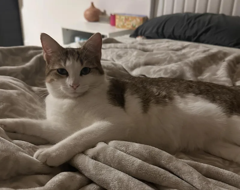 A baby medium-sized female White Domestic Short Hair cat named Gleam for adoption in La Jolla, CA