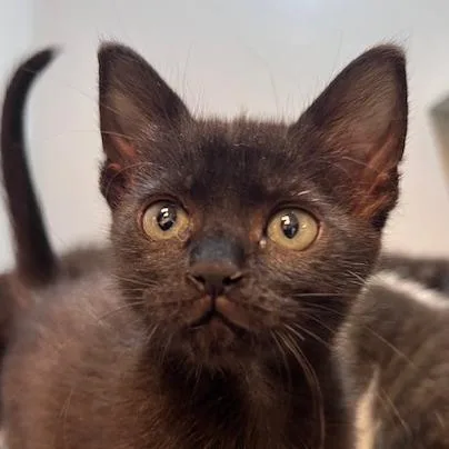 A baby small-sized female Black Domestic Short Hair cat named Mosey for adoption in Pittsburgh, PA