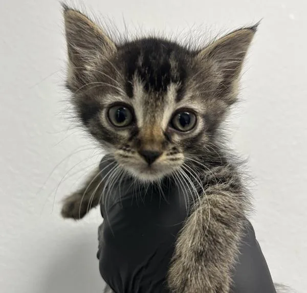 A baby small-sized female Domestic Short Hair cat named Zennia for adoption in San Diego, CA