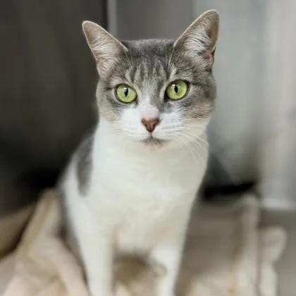 A young small-sized female Gray / Blue / Silver Domestic Short Hair cat named Tinker for adoption in Atlanta, GA