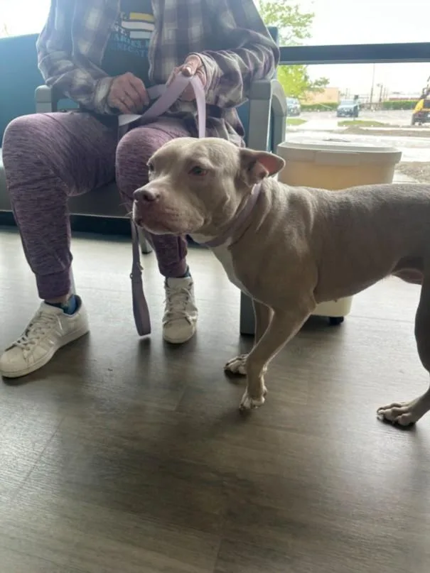 An adult medium-sized female Pit Bull Terrier dog named Lexi for adoption in Toledo, OH
