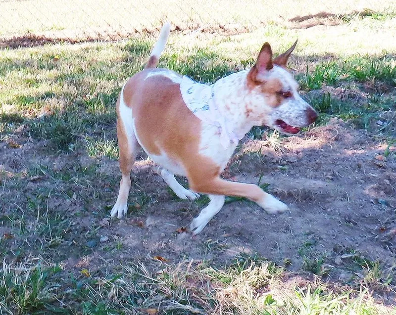 A young medium-sized female Australian Cattle Dog / Blue Heeler dog named Meghan CA for adoption in Rogers, AR