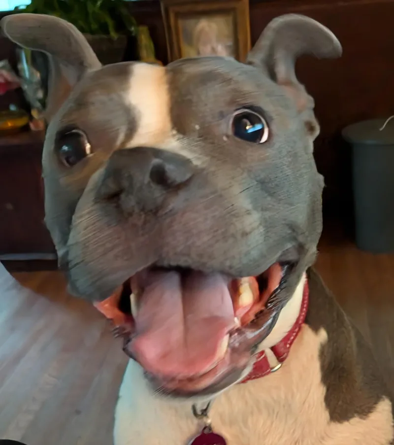 An adult medium-sized female Pit Bull Terrier dog named Lainey for adoption in Charlotte, NC