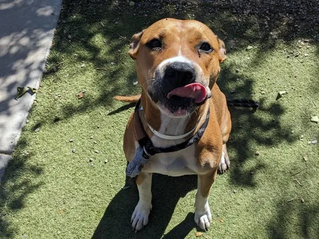 An adult large-sized female Pit Bull Terrier dog named Creamsicle for adoption in Phoenix, AZ