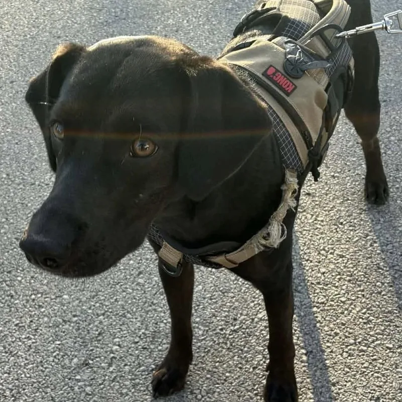 A young medium-sized male Black Labrador Retriever dog named Kong for adoption in Matteson, IL