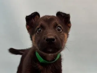 A baby large-sized male German Shepherd Dog dog named Sage for adoption in Woodbury, MN