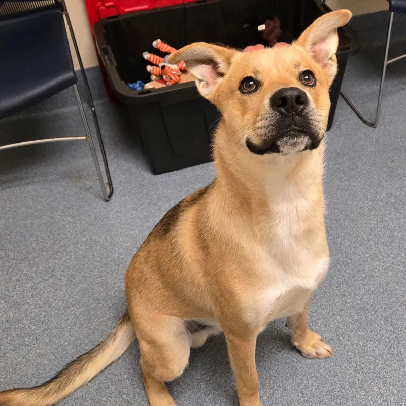 An adult large-sized male Yellow / Tan / Blond / Fawn Shepherd dog named Velcro for adoption in Suffolk, VA