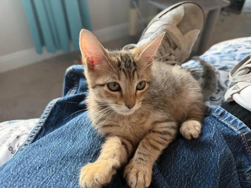 A baby small-sized female Domestic Short Hair cat named Jezelle for adoption in New Braunfels, TX