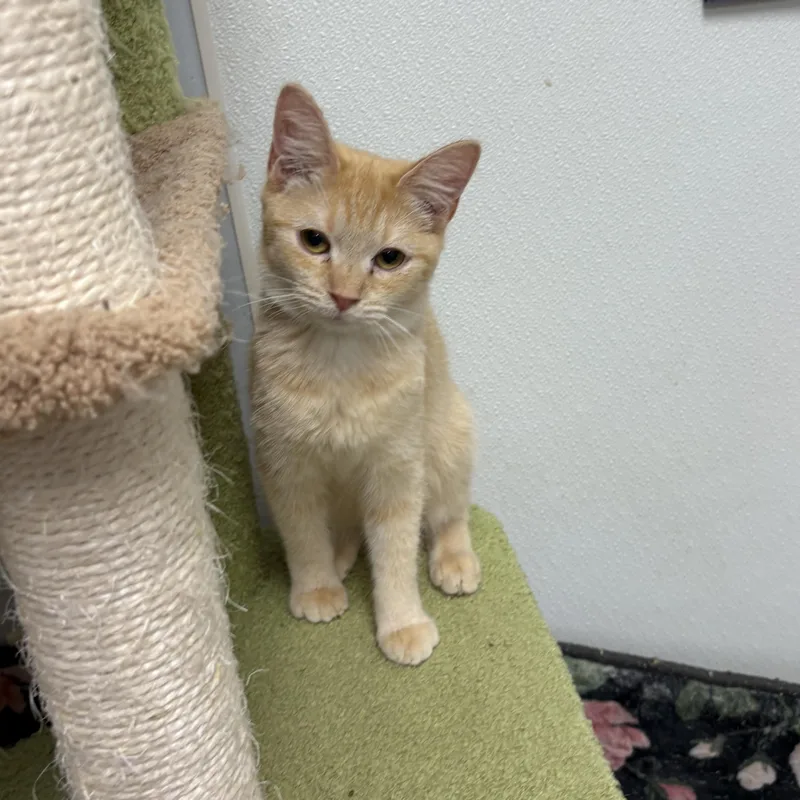 A young small-sized female Domestic Short Hair cat named Sienna for adoption in North Arlington, NJ