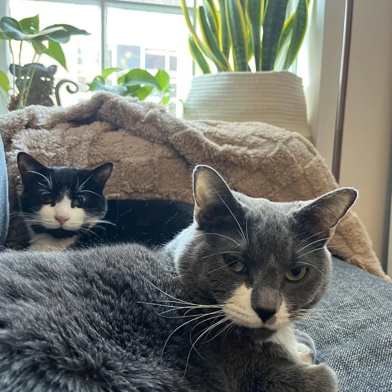 An adult large-sized female Gray / Blue / Silver Domestic Short Hair cat named Lola for adoption in New York, NY