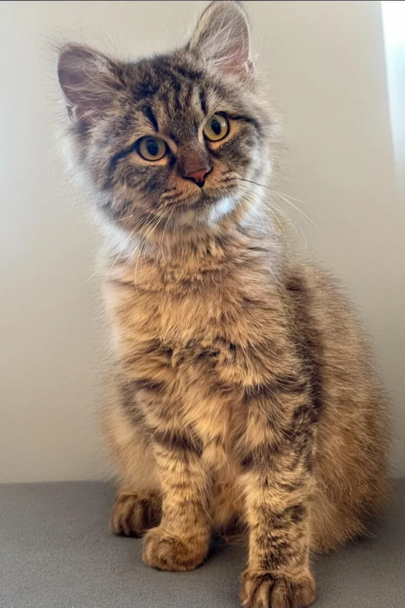 An adult medium-sized male Siberian cat named Hanzel for adoption in Snow Hill, MD