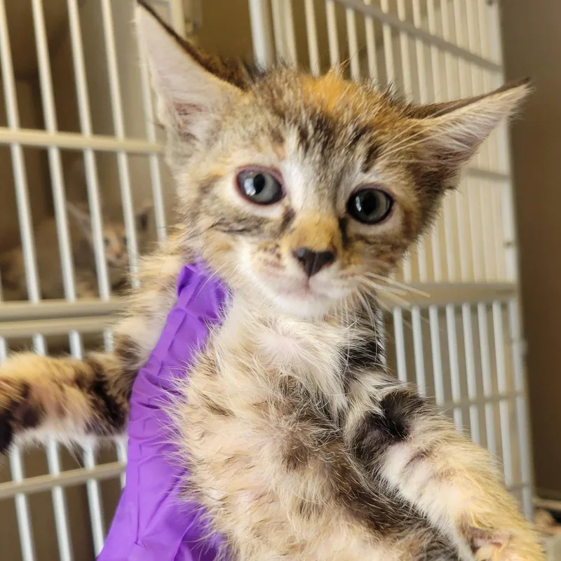 A baby small-sized female Torbie Domestic Short Hair cat named Women's Hairdos _ for adoption in Westminster, CA