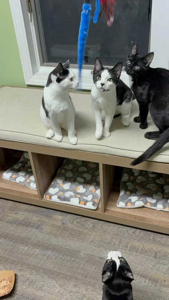 Rudy Valentino thumbnail 2