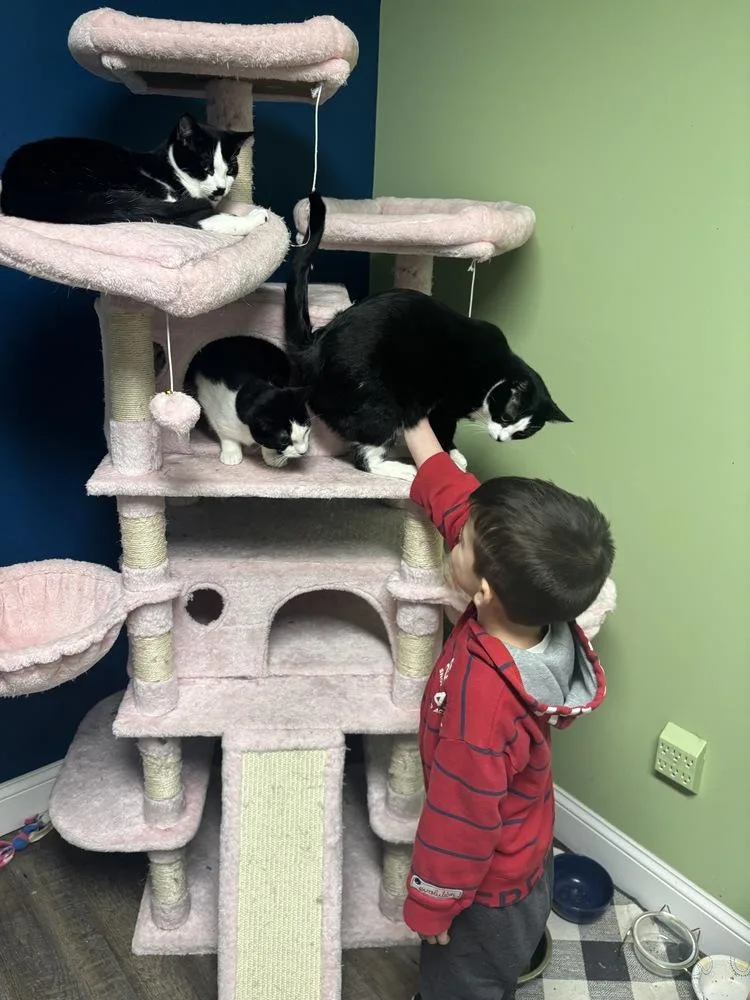 Rudy Valentino thumbnail 4