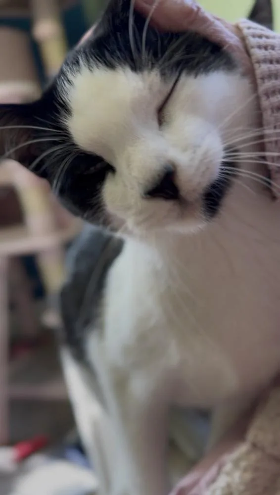 Rudy Valentino thumbnail 5