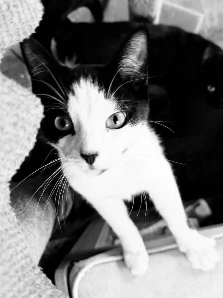 Rudy Valentino thumbnail 6