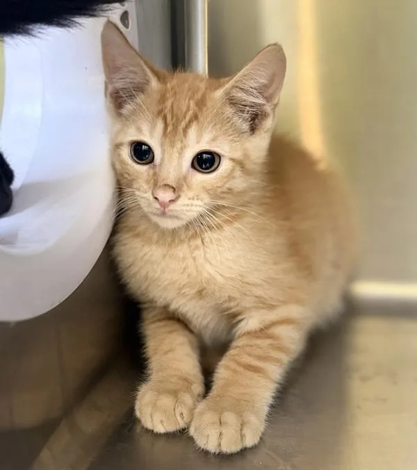 A baby small-sized male Domestic Short Hair cat named Apricat for adoption in Sioux City, IA