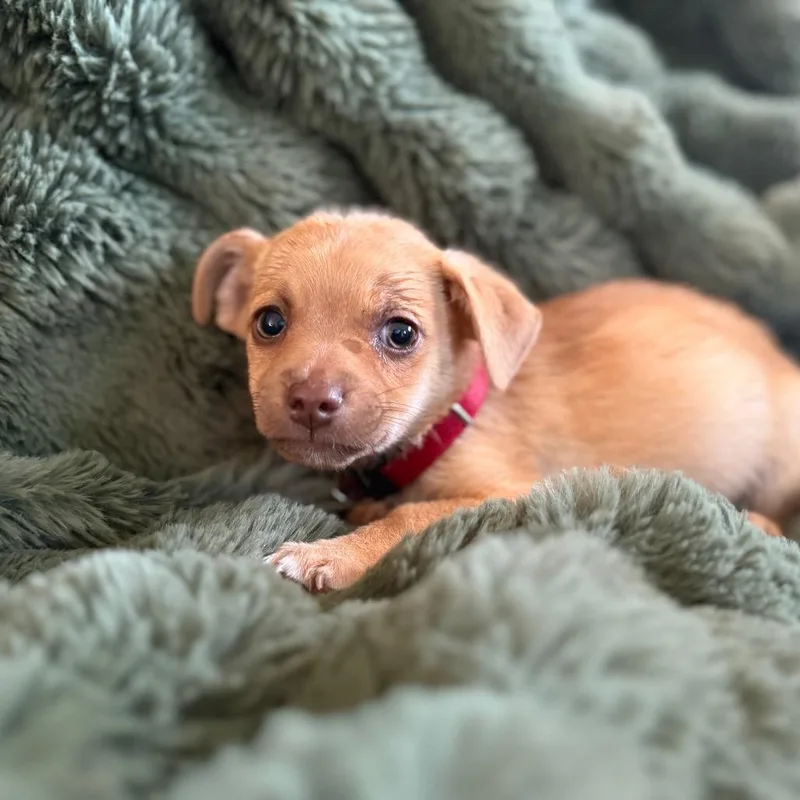 A baby small-sized male White / Cream Chihuahua dog named Sunny for adoption in Sacramento, CA