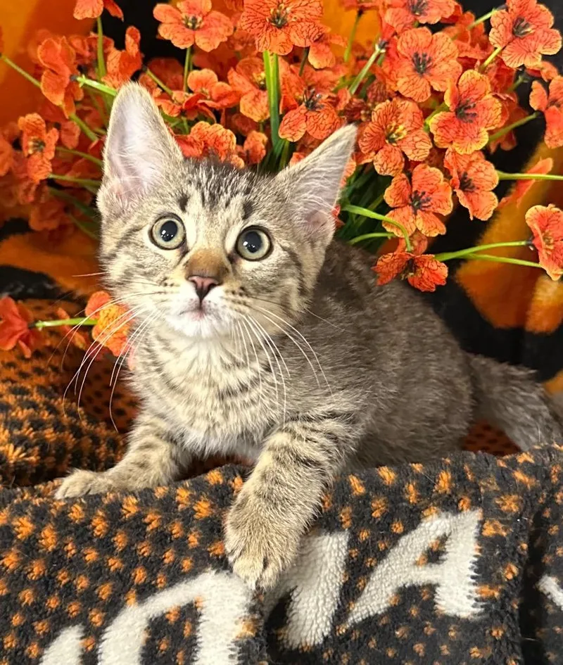 A baby small-sized male Domestic Short Hair cat named Glenn for adoption in Stillwater, OK