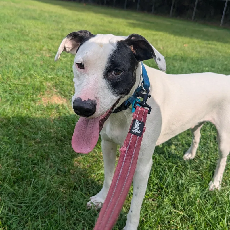 A young medium-sized male Mixed Breed dog named Shorty for adoption in Fenton, MI