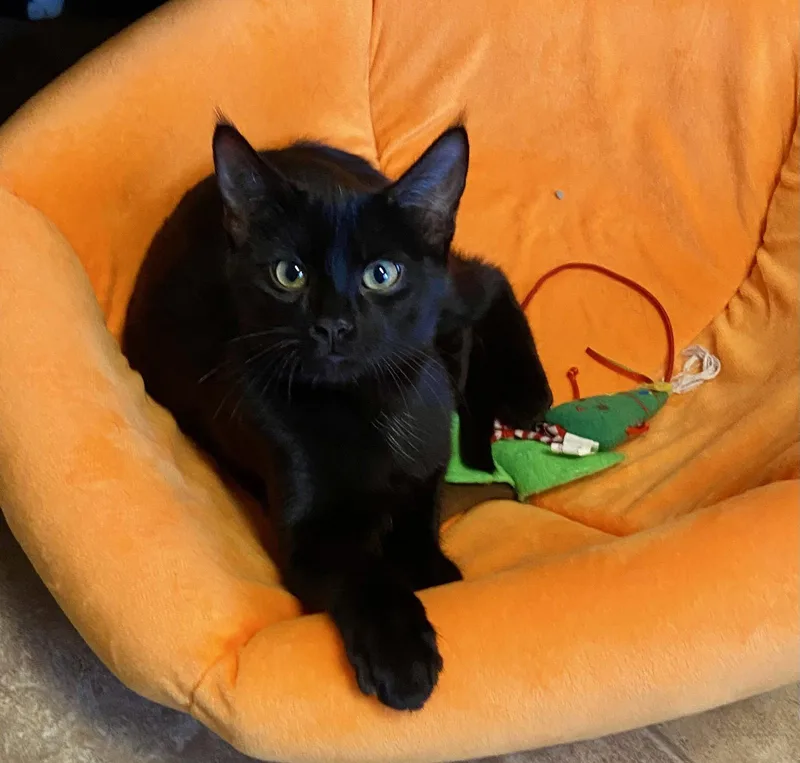 A young medium-sized female Domestic Short Hair cat named Morrigan for adoption in Fargo, ND